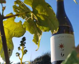 La publicación Wine Up encumbra a los vinos de Bodegas El Paraguas
